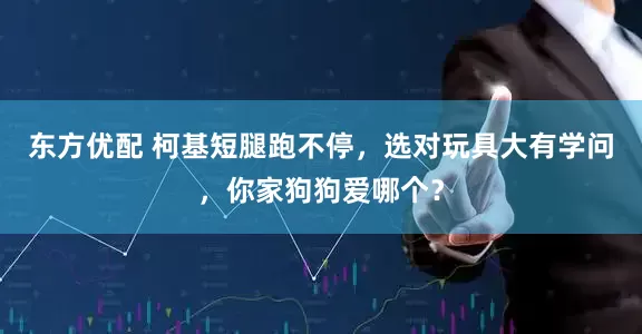东方优配 柯基短腿跑不停，选对玩具大有学问，你家狗狗爱哪个？